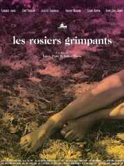 Плетистые розы