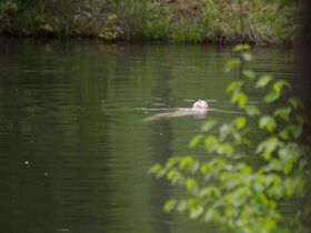 Валери Скотт Кис голая, Хлоя Ливайн секси – Актёры - Рейнджер (2018) #5