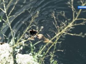 Зоряна Марченко голая – Последний янычар s01e01 (2014) #2