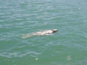 Елена Мартин голая – Арбузный сок (2019) #2