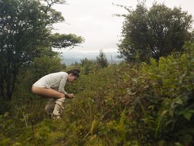 Лайа Коста голая – Мэн (2018)